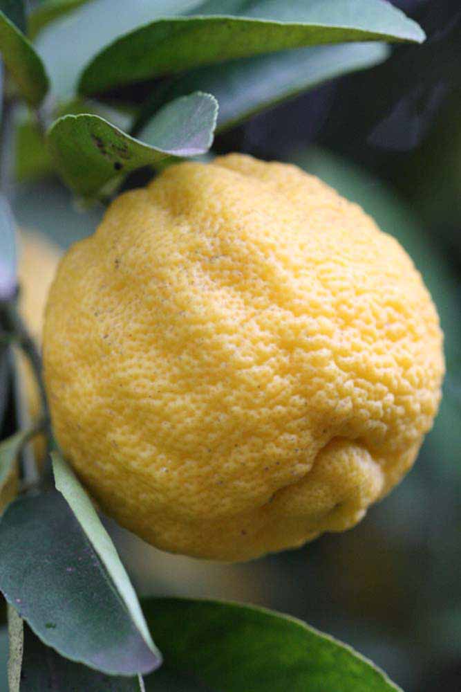            Fruit (Limoneira, Riverside, CA)   